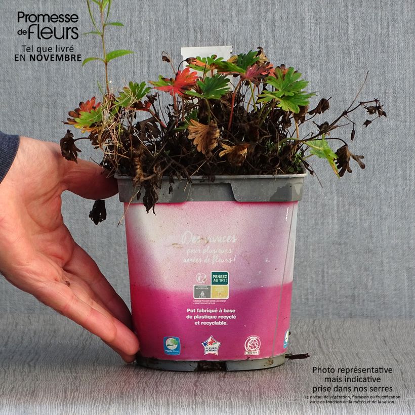 Example of Geranium sanguineum Pink Pouffe - Blutstorchschnabel Topf mit 2L/3L as you get in automne