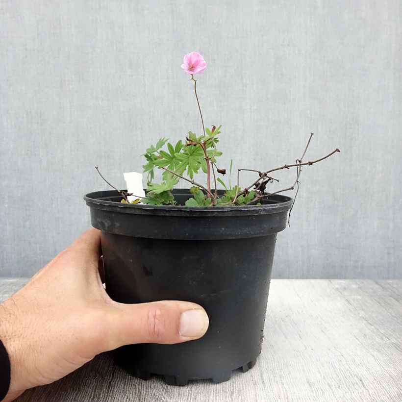 Example of Geranium sanguineum var. striatum - Blutstorchschnabel Topf mit 2L/3L as you get in automne