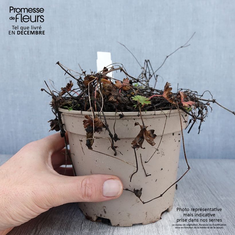 Exemplar von Geranium sanguineum var. striatum - Blutstorchschnabel Topf mit 2L/3L wie im Winter geliefert