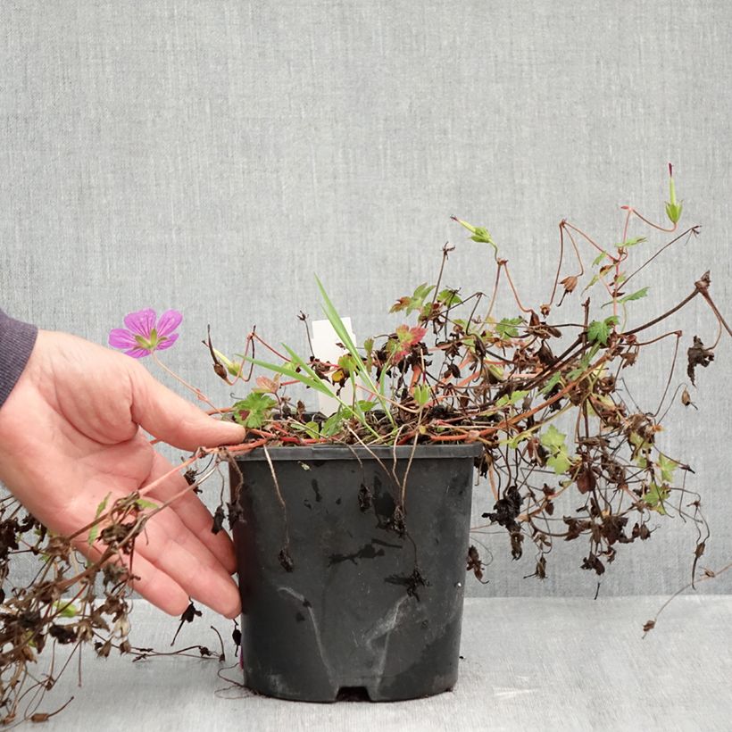 Exemplar von Storchschnabel Silvias Surprise - Geranium Topf mit 1,5L/2L wie im Herbst geliefert