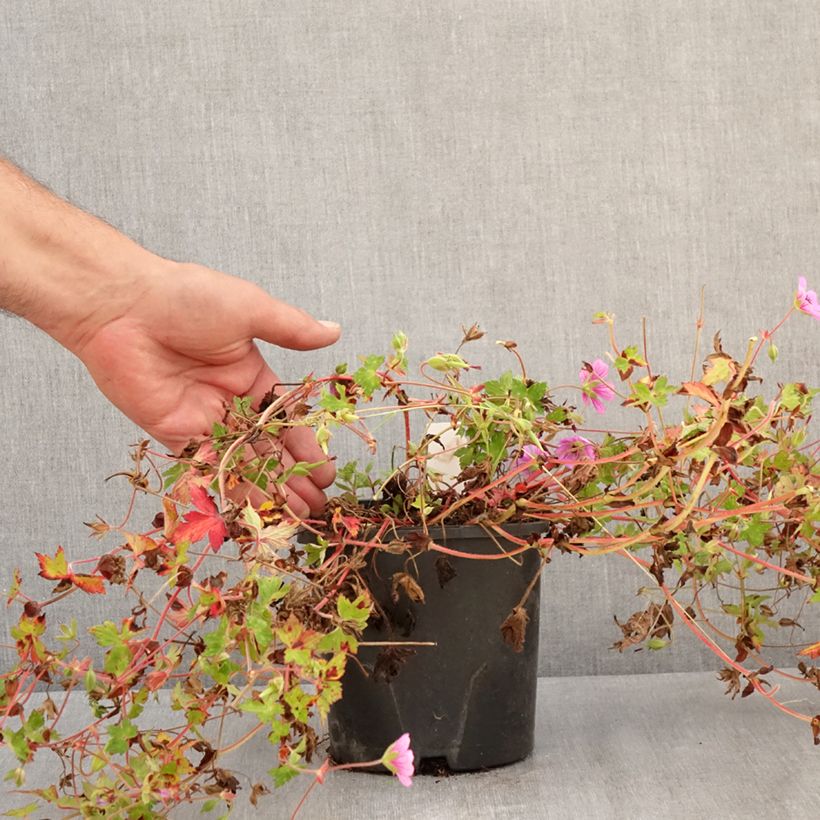 Example of Storchschnabel Silvias Surprise - Geranium Topf mit 1,5L/2L as you get in ete