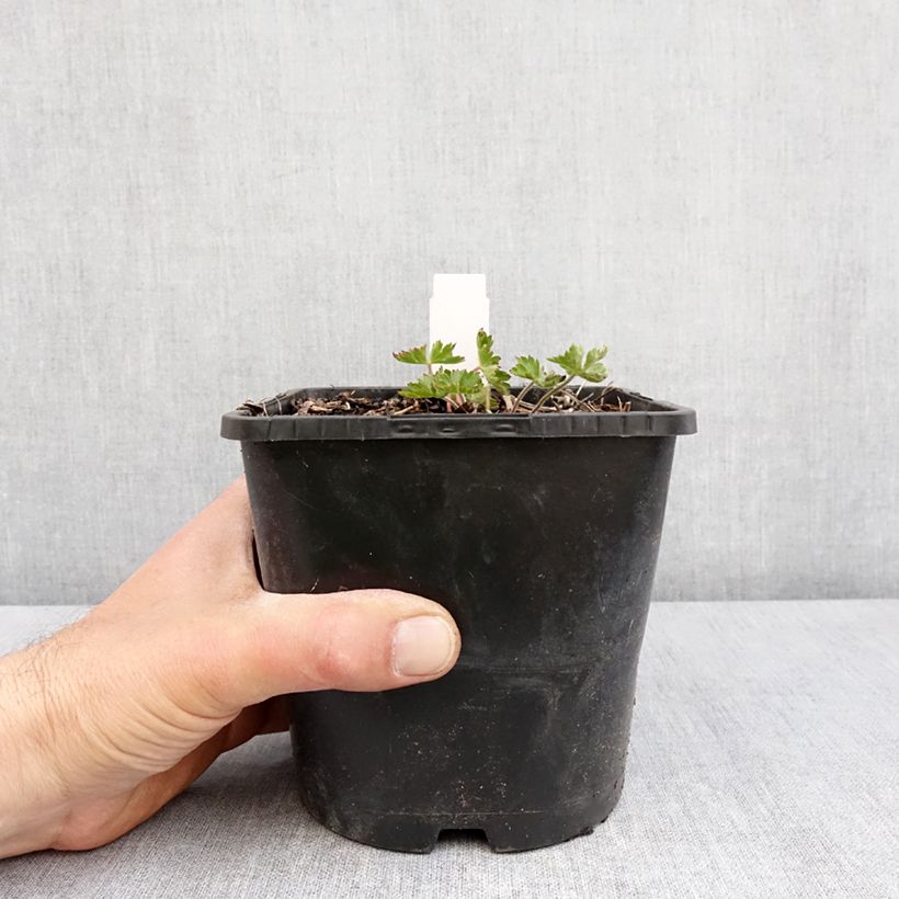Exemplar von Storchschnabel Silvias Surprise - Geranium Topf mit 1,5L/2L wie im Frühjahr geliefert