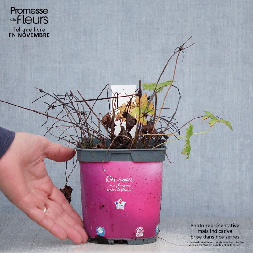 Example of Storchschnabel Sirak - Geranium Topf mit 2L/3L as you get in automne