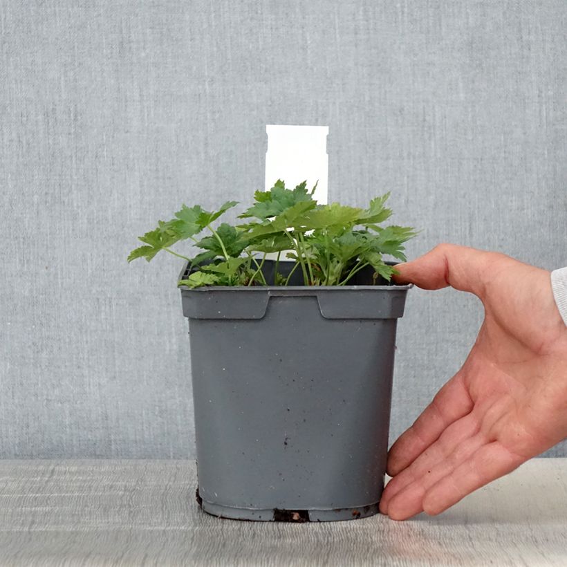 Exemplar von Storchschnabel Sirak - Geranium Topf mit 2L/3L wie im Frühjahr geliefert