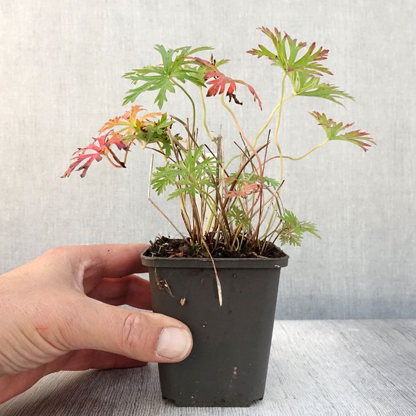 Example of Geranium soboliferum Starman - Storchschnabel Kleine Töpfe von 8/9 cm as you get in automne