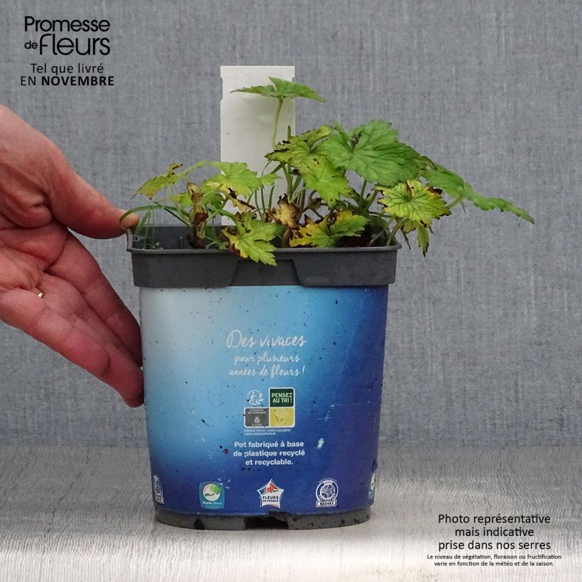 Example of Storchschnabel Sweet Heidi - Geranium Topf mit 2L/3L as you get in automne