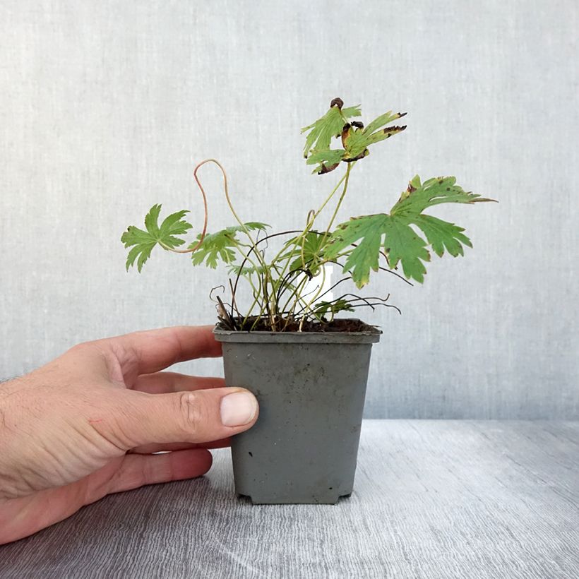 Example of Geranium sylvaticum Birch Lilac - Wald-Storchschnabel Kleine Töpfe von 8/9 cm as you get in automne