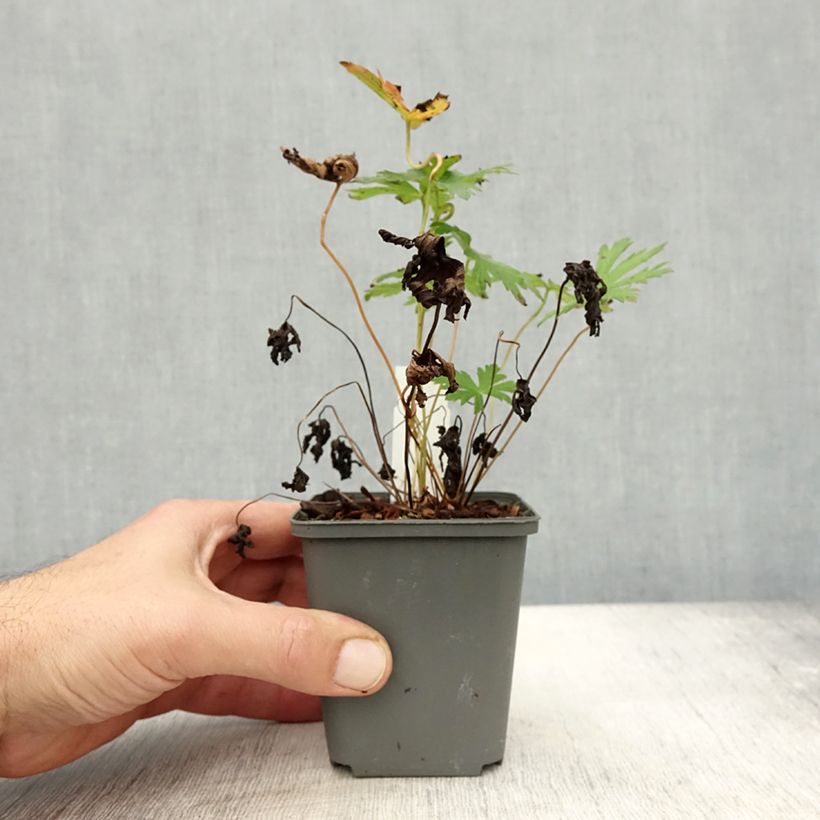 Example of Geranium sylvaticum Bridget Lion - Wald-Storchschnabel Kleine Töpfe von 8/9 cm as you get in automne