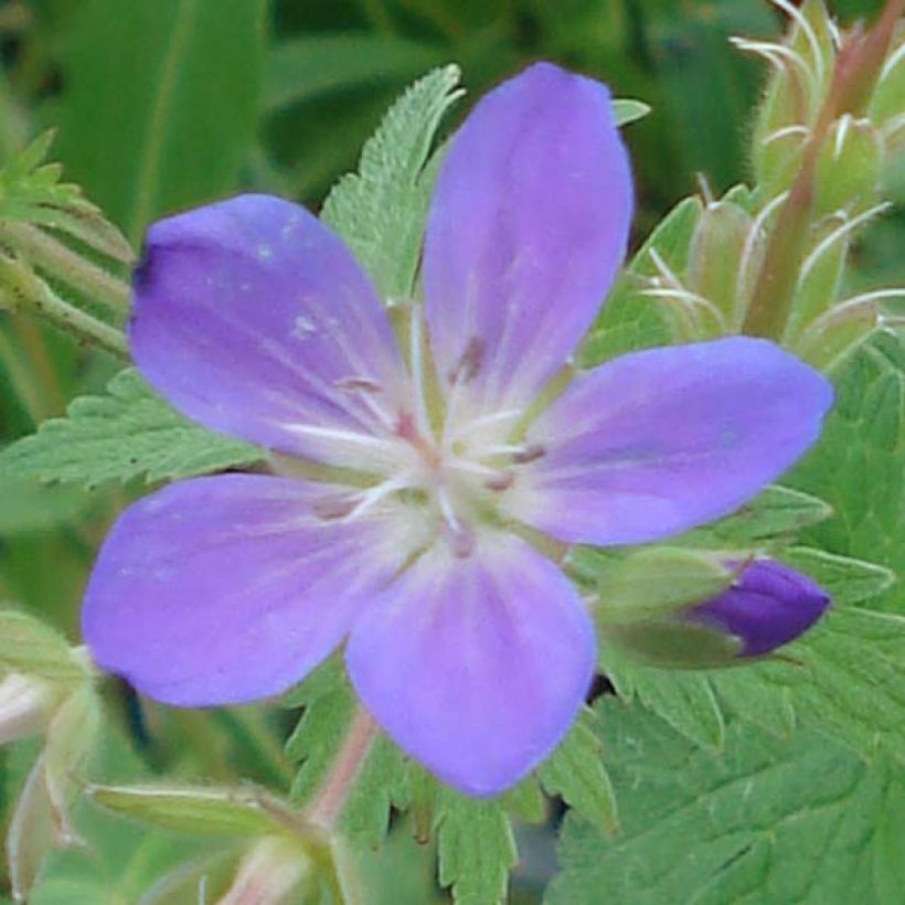Geranium sylvaticum May Flower - Wald-Storchschnabel (Flowering)
