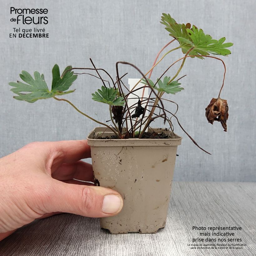 Example of Storchschnabel Tiny Monster - Geranium Kleine Töpfe von 8/9 cm as you get in automne