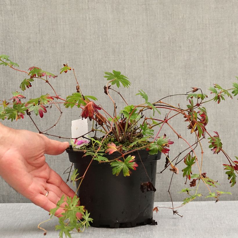 Exemplar von Storchschnabel Tiny Monster - Geranium Topf mit 2L/3L wie im Herbst geliefert