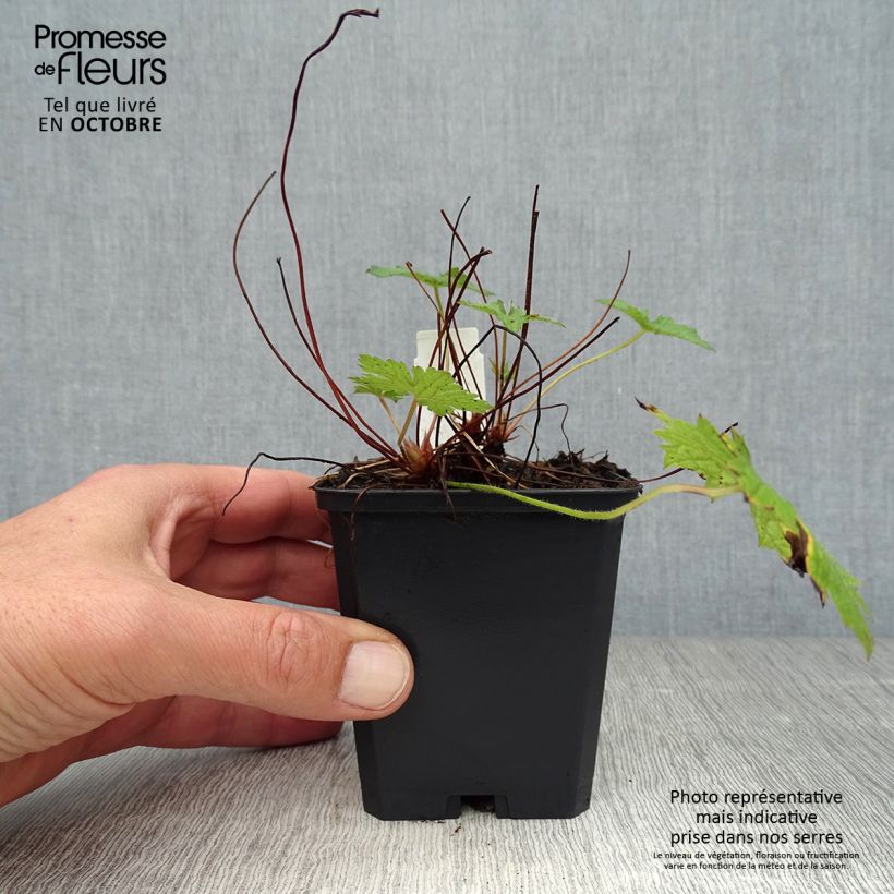 Example of Geranium versicolor - Storchschnabel Kleine Töpfe von 8/9 cm as you get in automne