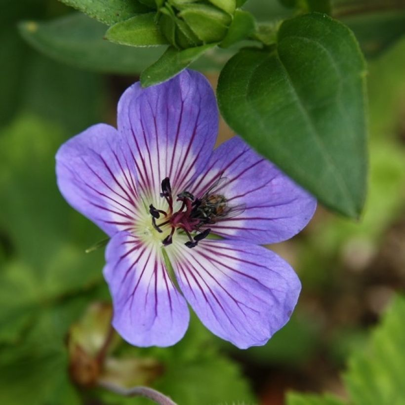 Geranium wallichianum Buxton s Variety - Storchschnabel (Flowering)