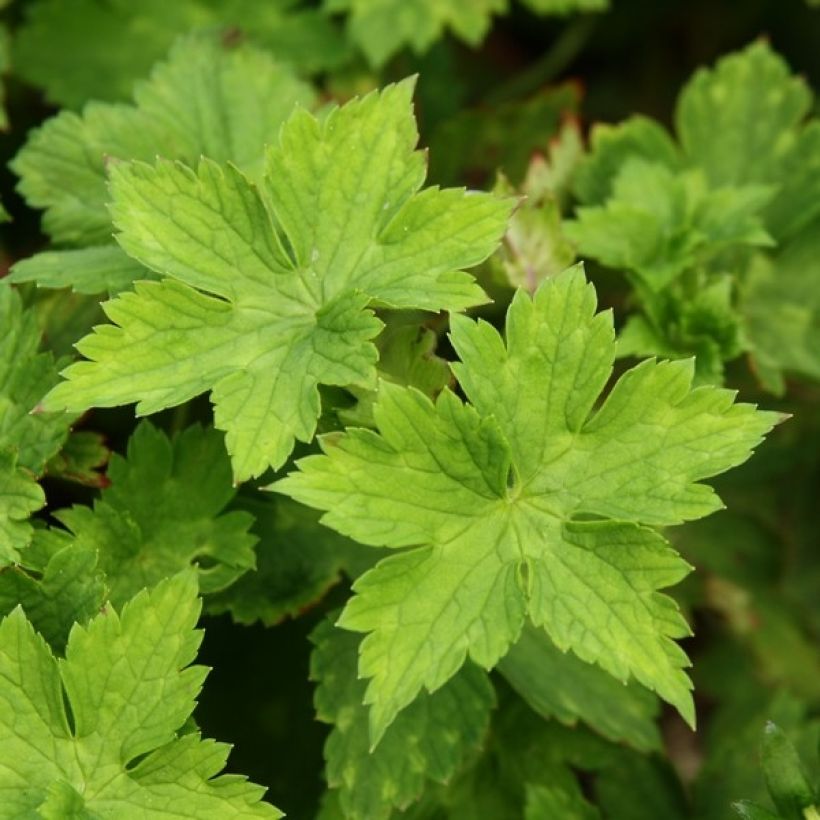 Geranium wallichianum Buxton s Variety - Storchschnabel (Foliage)