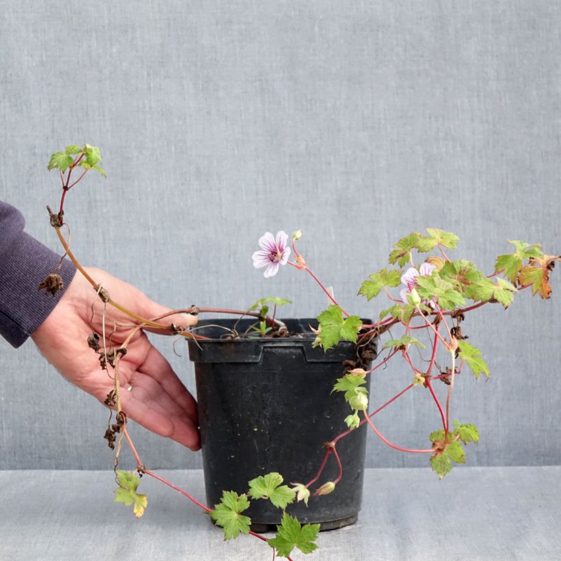 Exemplar von Geranium wallichianum Crystal Lake - Storchschnabel Topf mit 2L/3L wie im Herbst geliefert