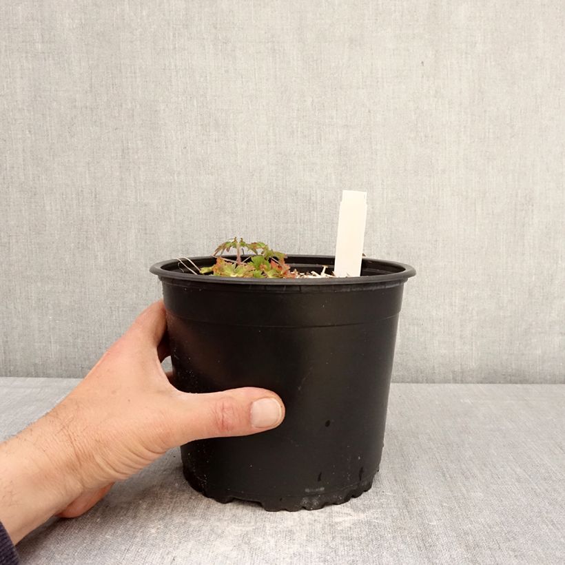 Exemplar von Geranium wallichianum Crystal Lake - Storchschnabel Topf mit 2L/3L wie im Frühjahr geliefert