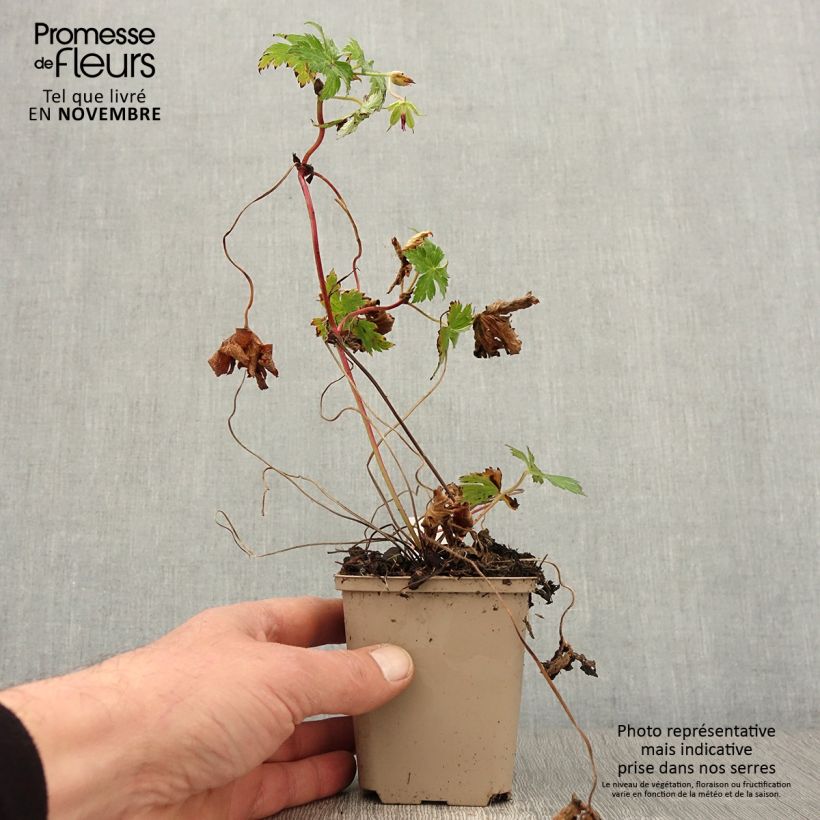 Example of Geranium wallichianum Censation Daily Blue - Storchschnabel Kleine Töpfe von 8/9 cm as you get in automne