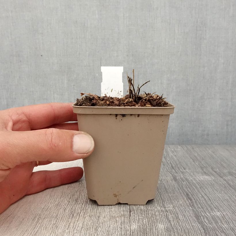 Exemplar von Geranium wallichianum Censation Daily Blue - Storchschnabel Kleine Töpfe von 8/9 cm wie im Frühjahr geliefert