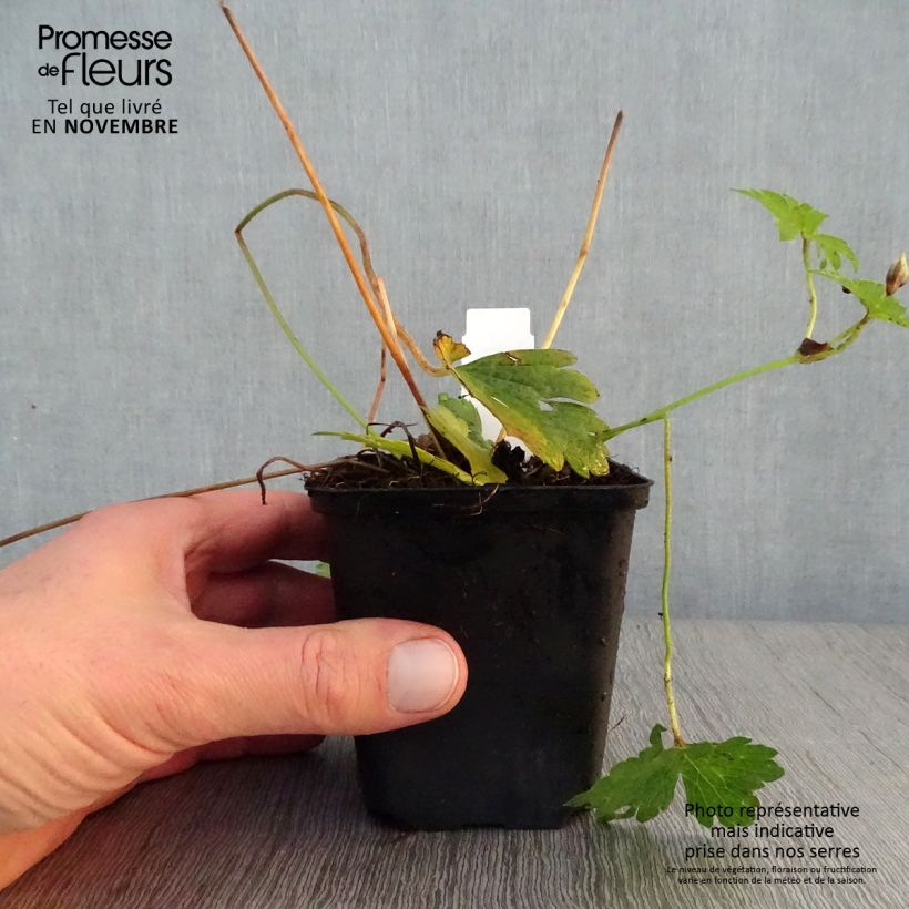 Example of Geranium wallichianum Havana Blues - Storchschnabel Kleine Töpfe von 8/9 cm as you get in automne