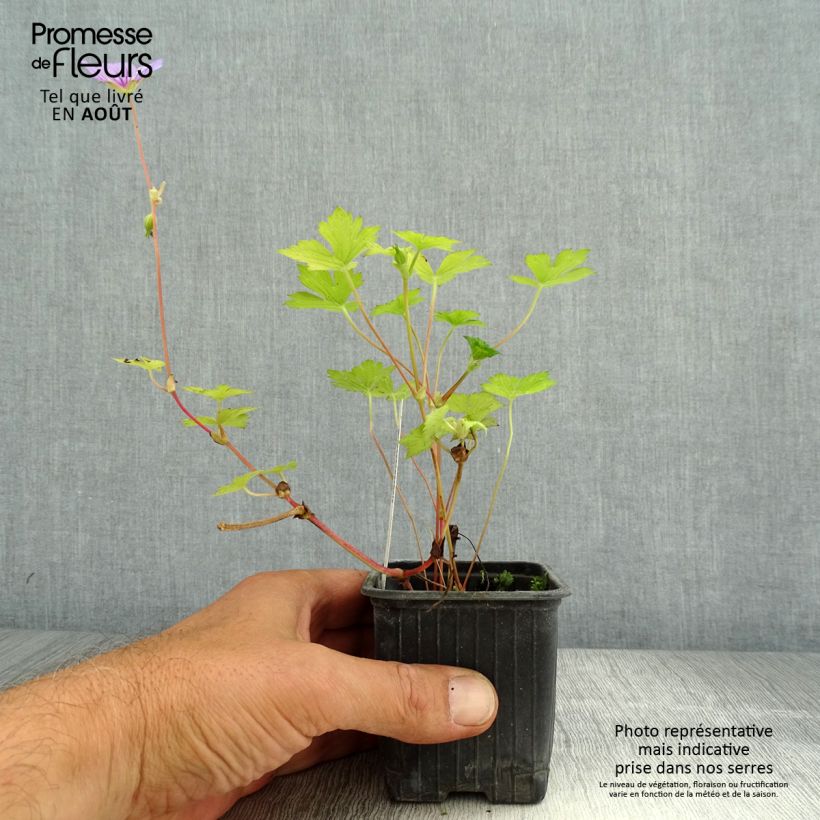 Example of Geranium wallichianum Magical All Summer Delight - Storchschnabel Kleine Töpfe von 8/9 cm as you get in ete