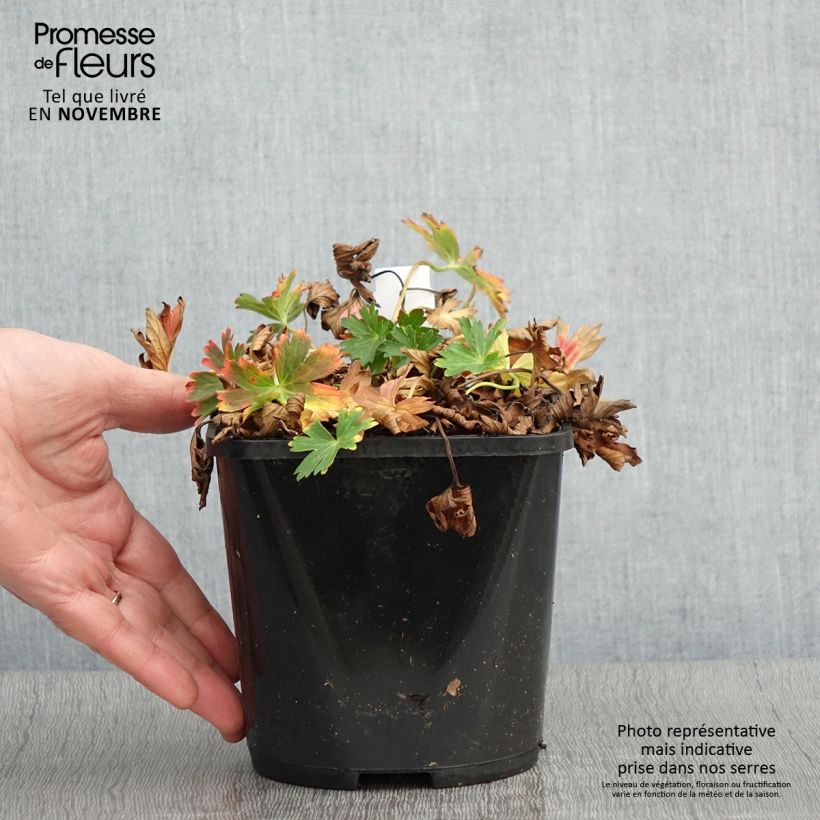 Example of Geranium yoshinoi Confetti - Storchschnabel Topf mit 1,5L/2L as you get in automne