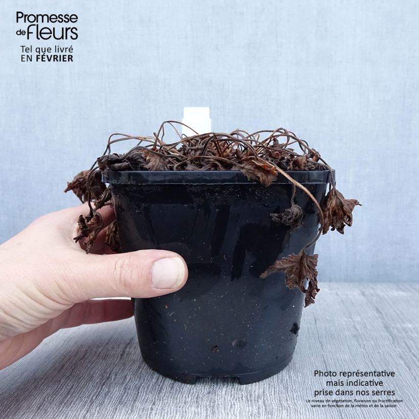 Exemplar von Geranium yoshinoi Confetti - Storchschnabel Topf mit 1,5L/2L wie im Winter geliefert