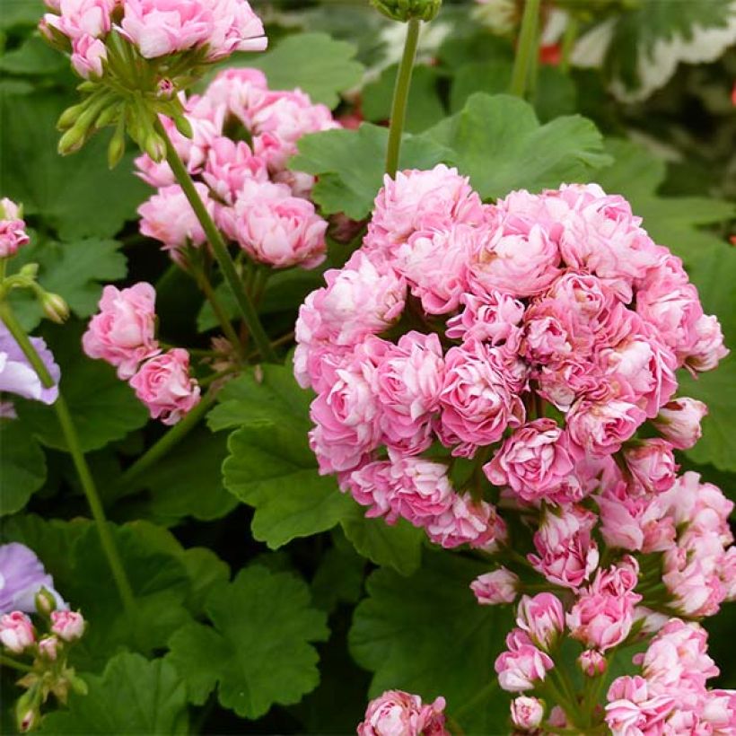 Zonal-Pelargonie Appleblossom - Pelargonium (Flowering)
