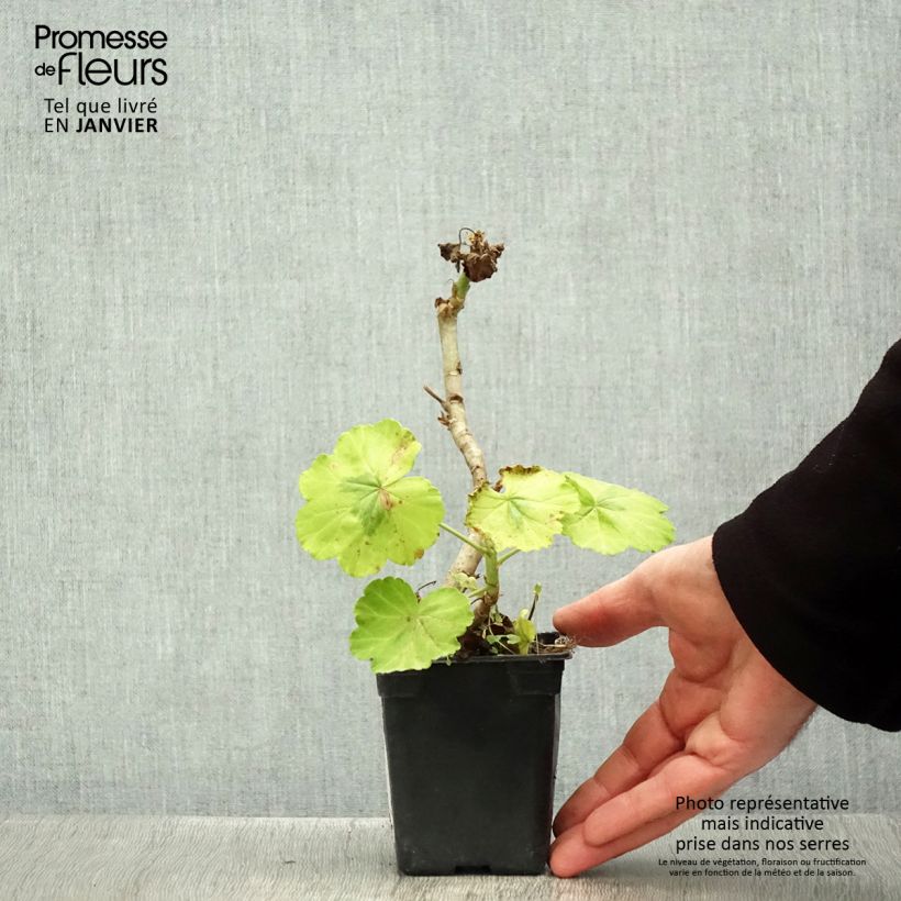 Exemplar von Zonal-Pelargonie Fantaisy Crystal Palace Gem - Pelargonium Kleine Töpfe von 7/8 cm wie im Winter geliefert