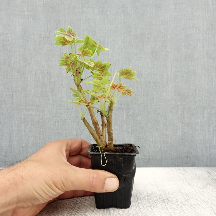 Example of Zonal-Pelargonie Vancouver Centennial - Pelargonium Kleine Töpfe von 7/8 cm as you get in automne