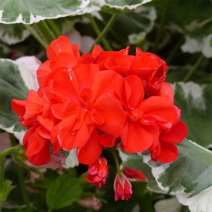 Zonal-Pelargonie Fantaisy Wilhelm Langguth - Pelargonium (Flowering)