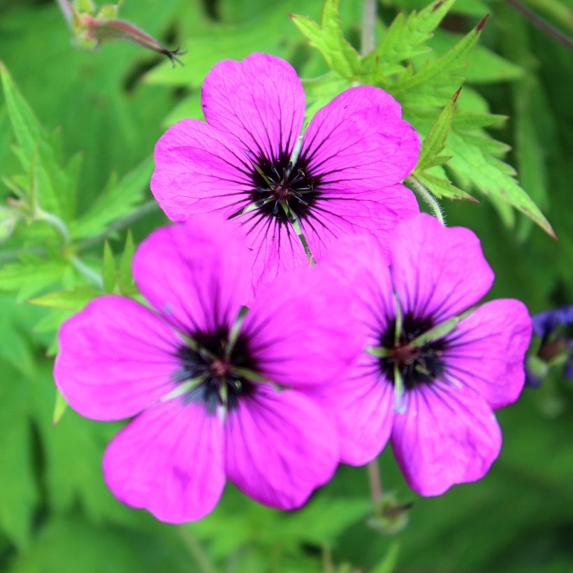 Storchschnabel Patricia - Geranium (Flowering)