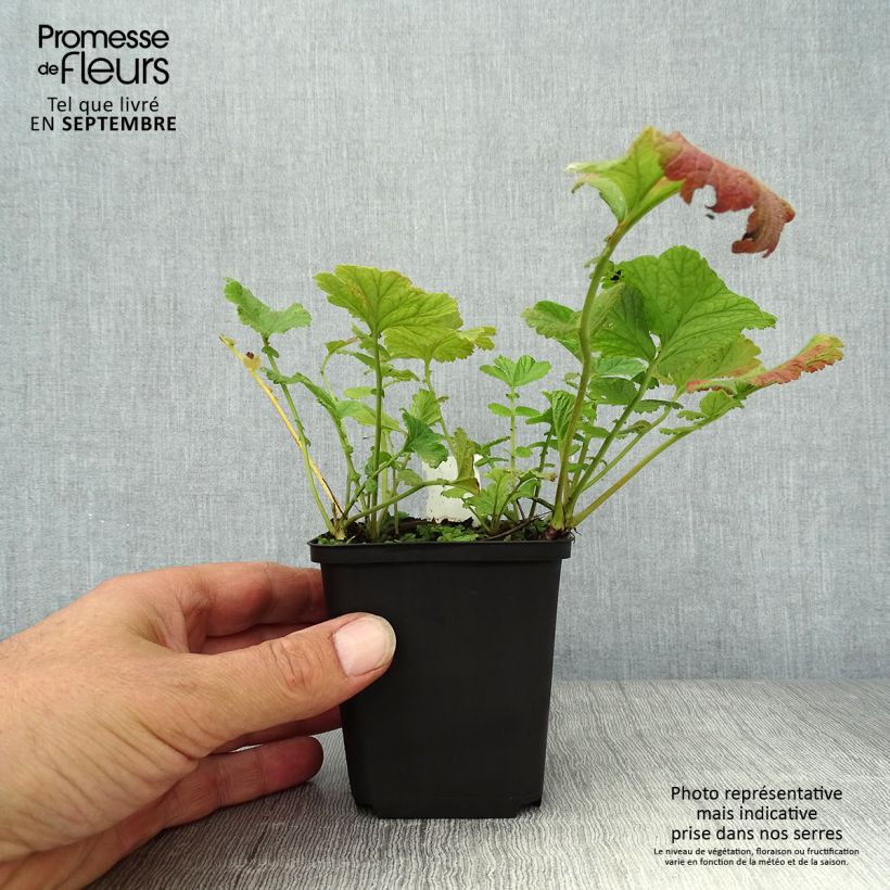 Example of Geum Banana Daiquiri - Nelkenwurz Kleine Töpfe von 8/9 cm as you get in automne