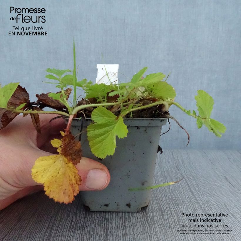 Example of Geum Bell Bank - Nelkenwurz Kleine Töpfe von 8/9 cm as you get in automne