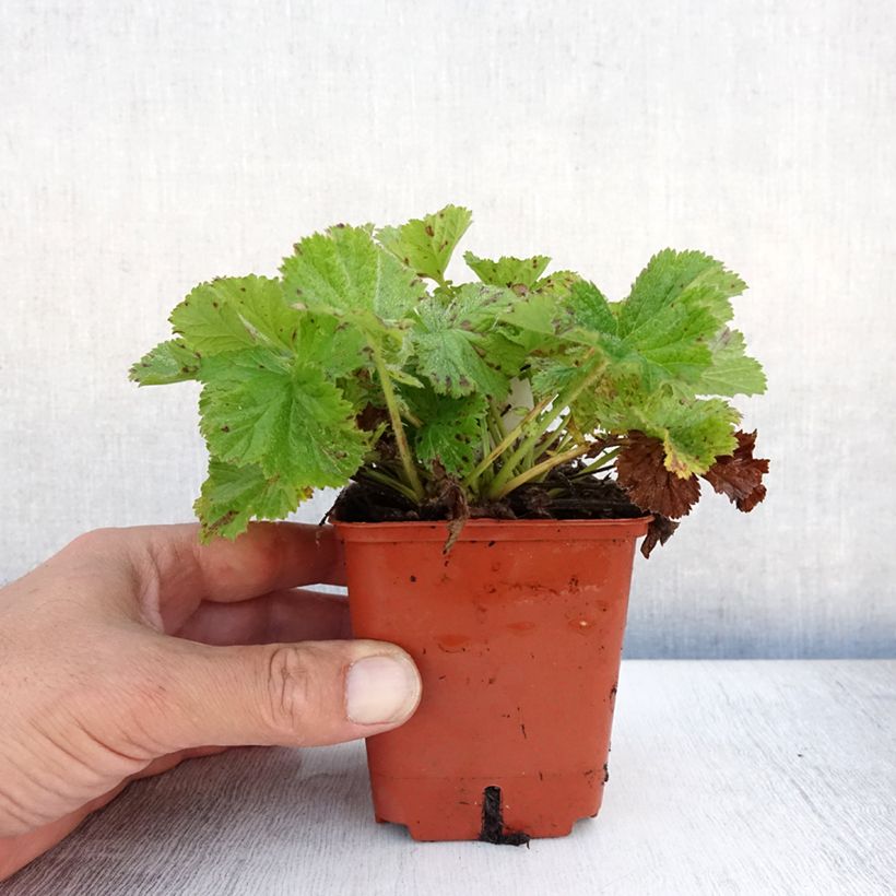 Exemplar von Geum Bell Bank - Nelkenwurz Kleine Töpfe von 8/9 cm wie im Sommer geliefert