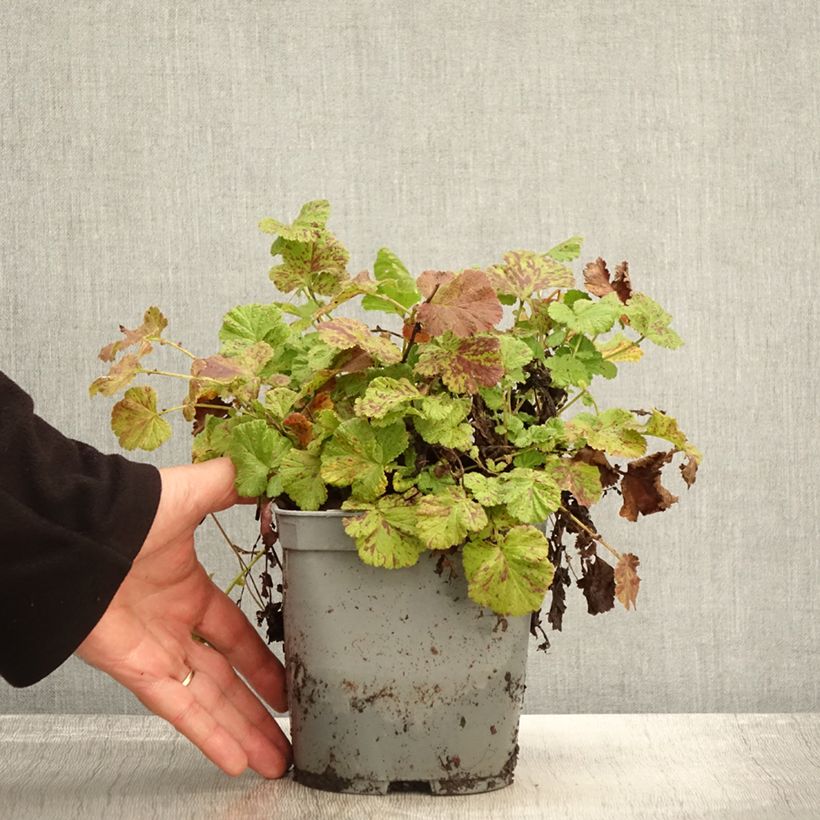 Example of Geum Bell Bank - Nelkenwurz Topf mit 2L/3L as you get in automne