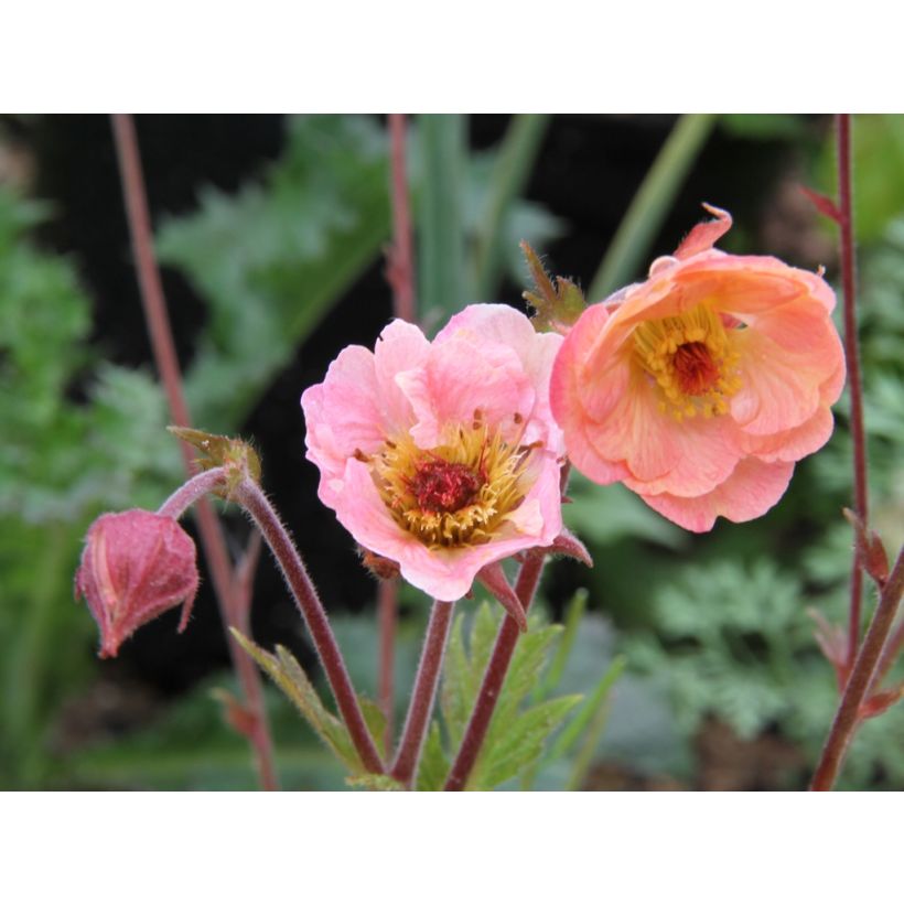 Geum Cosmopolitan - Nelkenwurz (Flowering)