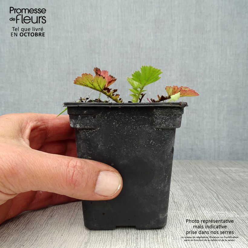 Example of Geum chiloense Lady Stratheden - Chilenische Nelkenwurz Kleine Töpfe von 7/8 cm as you get in automne