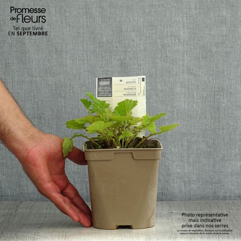 Example of Geum chiloense Mrs Bradshaw - Chilenische Nelkenwurz Topf mit 2L/3L as you get in ete