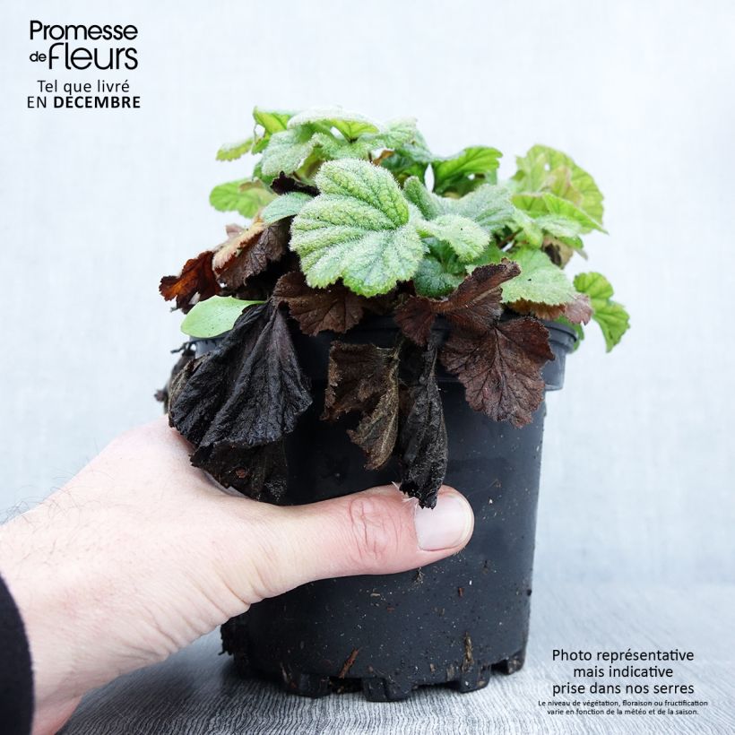 Example of Geum coccineum Borisii - Scharlachrote Nelkenwurz Topf mit 2L/3L as you get in automne