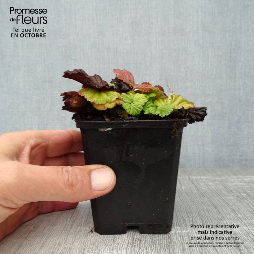Example of Geum coccineum Borisii - Scharlachrote Nelkenwurz Kleine Töpfe von 8/9 cm as you get in automne