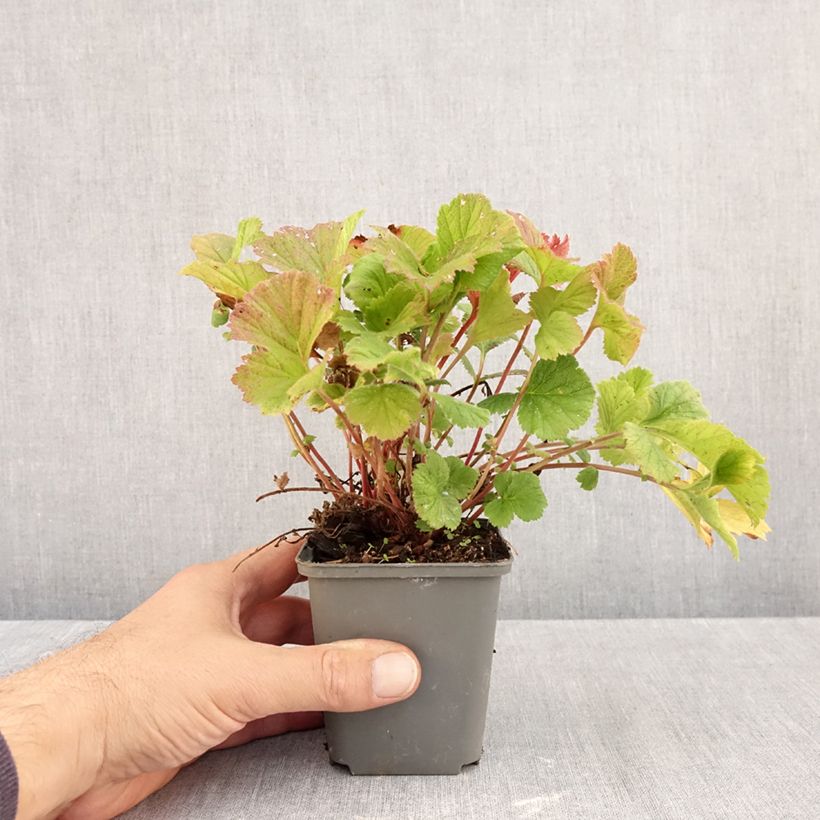 Exemplar von Geum coccineum Karlskaer - Scharlachrote Nelkenwurz Kleine Töpfe von 8/9 cm wie im Herbst geliefert