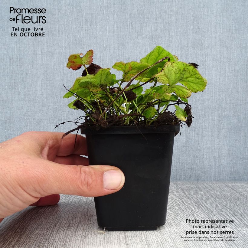 Example of Geum coccineum Koi - Scharlachrote Nelkenwurz Kleine Töpfe von 8/9 cm as you get in automne