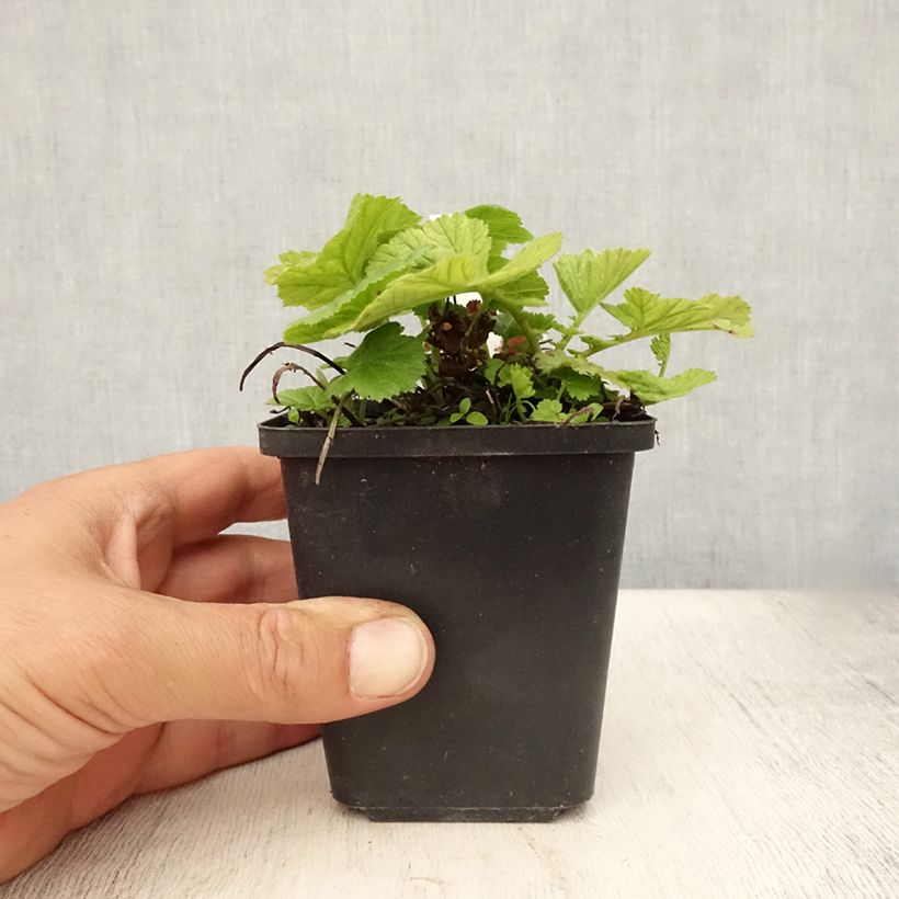 Exemplar von Geum coccineum Koi - Scharlachrote Nelkenwurz Kleine Töpfe von 8/9 cm wie im Sommer geliefert