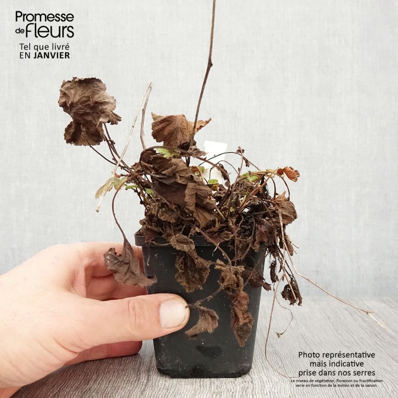 Exemplar von Geum coccineum Koi - Scharlachrote Nelkenwurz Kleine Töpfe von 8/9 cm wie im Winter geliefert