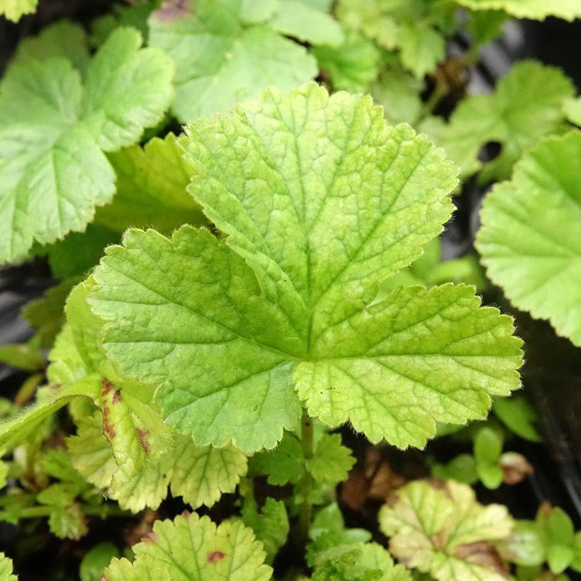 Geum coccineum Koi - Scharlachrote Nelkenwurz (Foliage)