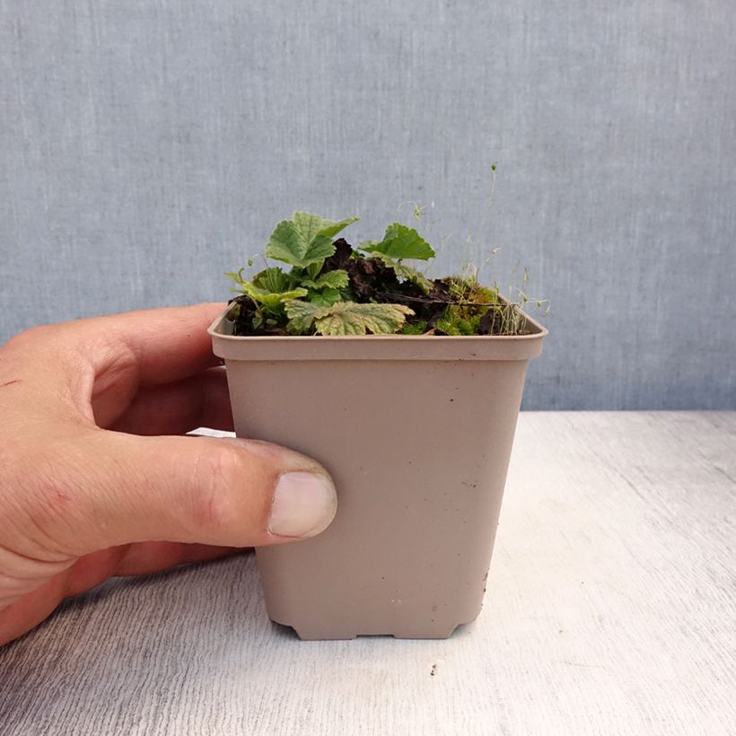 Exemplar von Geum coccineum Werner Arends - Scharlachrote Nelkenwurz Kleine Töpfe von 8/9 cm wie im Sommer geliefert