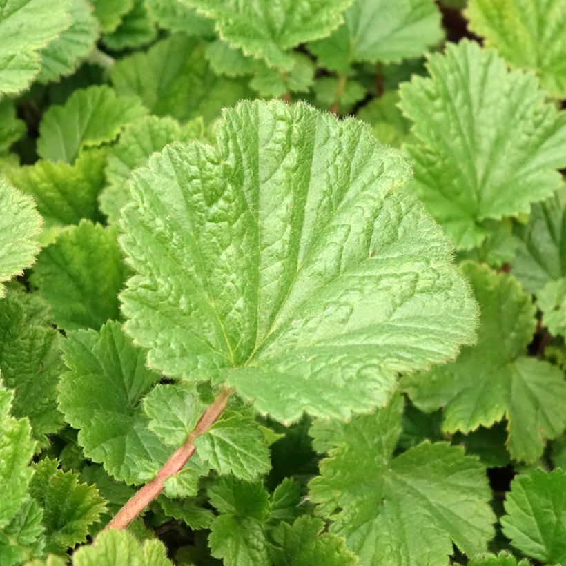Geum coccineum Cocktail Sea Breeze - Scharlachrote Nelkenwurz (Foliage)