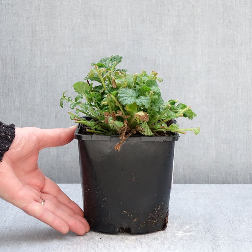 Exemplar von Geum Coral Tempest - Nelkenwurz Topf mit 2L/3L wie im Winter geliefert