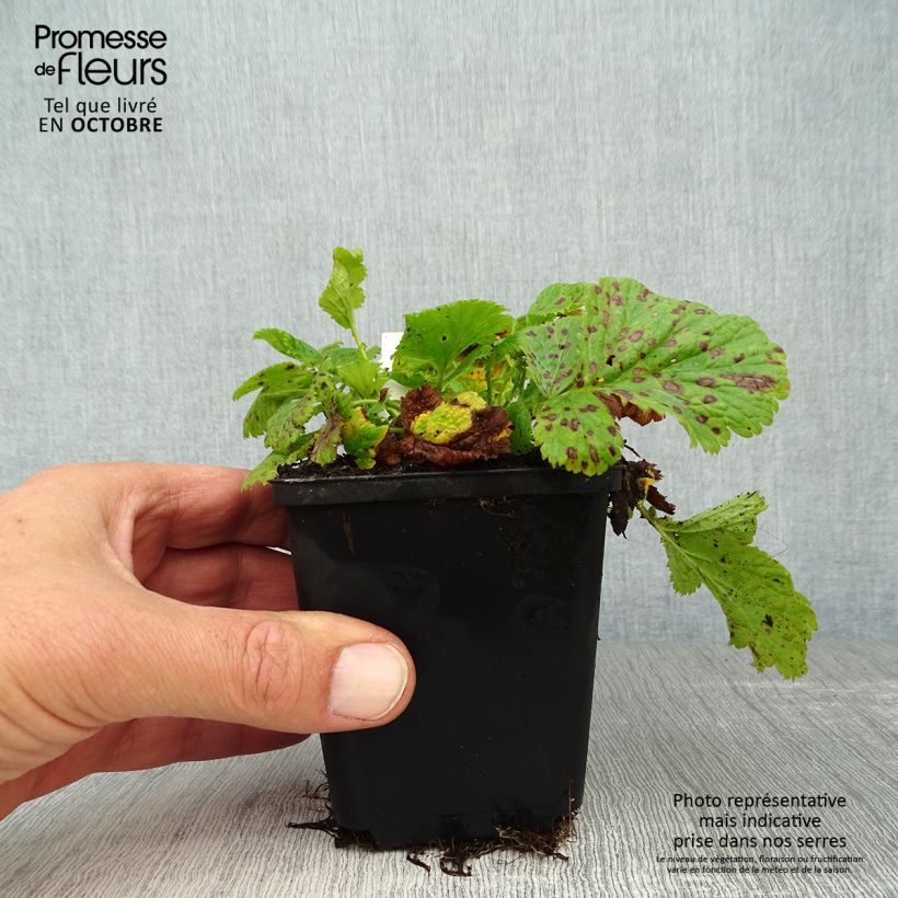 Example of Geum Cosmopolitan - Nelkenwurz Kleine Töpfe von 8/9 cm as you get in automne