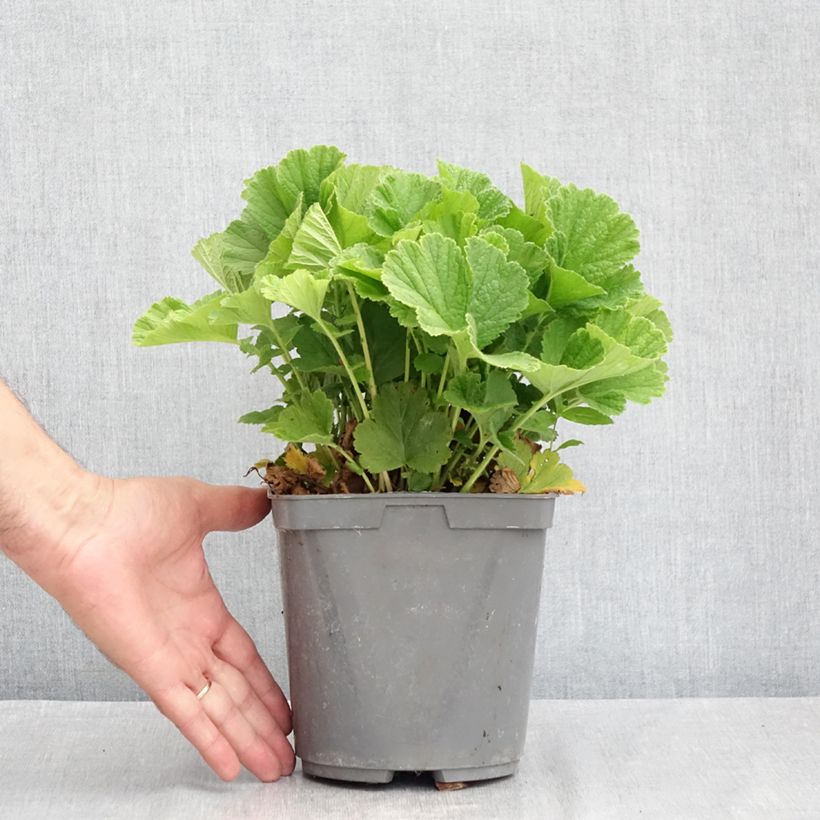 Example of Geum Cosmopolitan - Nelkenwurz Topf mit 2L/3L as you get in ete
